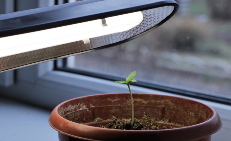 Coltivare un orto casalingo a Milano: i LED per coltivazione indoor