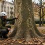 Nuovo regolamento del verde a Milano: regole più severe per potature, abbattimenti e tutela della biodiversità