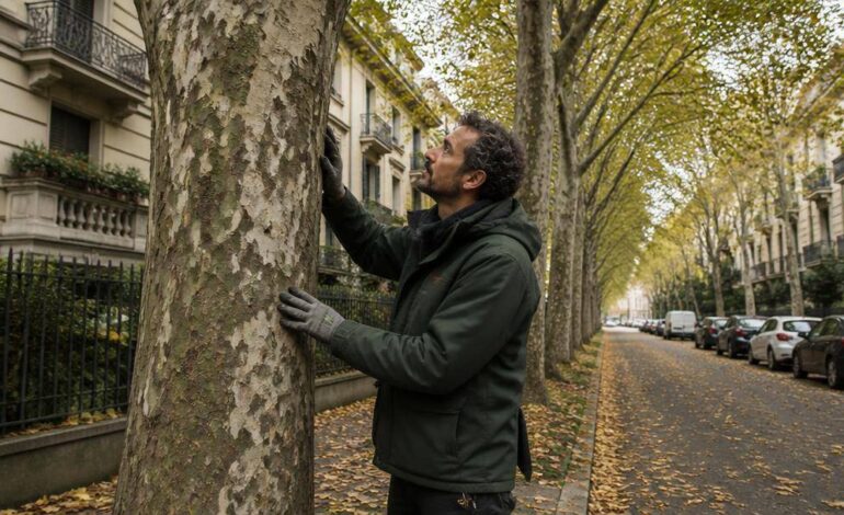 Viale alberato di Milano con un addetto alla manutenzione del verde pubblico vicino a un grande albero